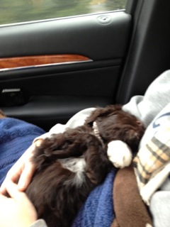 Olive_Passed_Out_on_Ride_Home