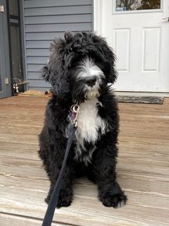 Bernese mountain dog portuguese water cheap dog mix