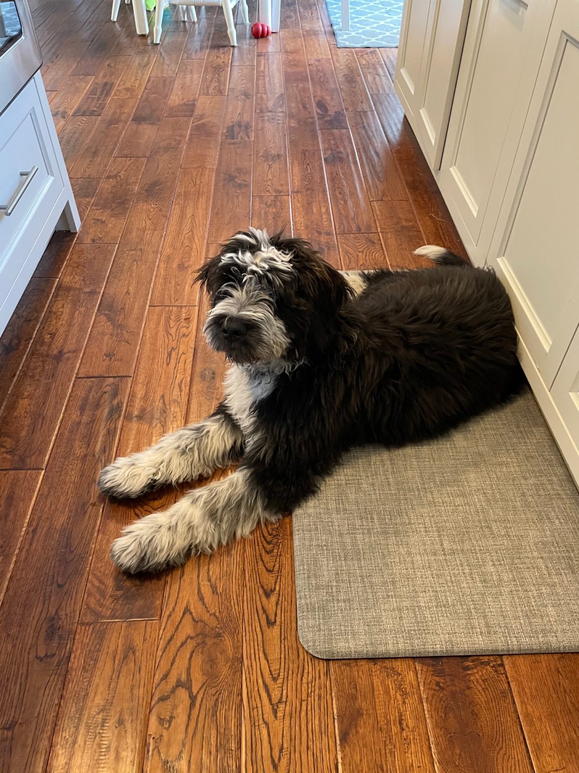 Bernese Water Dog Sea Dog Kennel