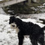 Portuguese Water Dog