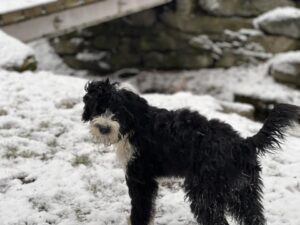Portuguese Water Dog