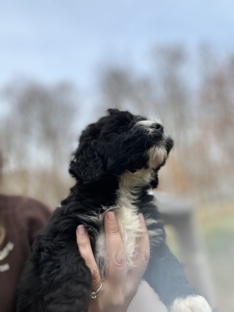 Bernese Water Dog